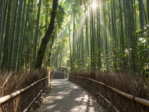 Path through a tall bamboo forest with rays of sunlight falling between the stalks